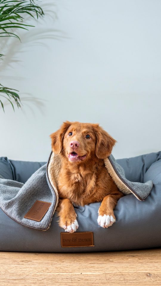 brown short coated dog on gray couch